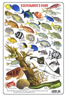 General Reefcombers Guide Identification and Dive Slate