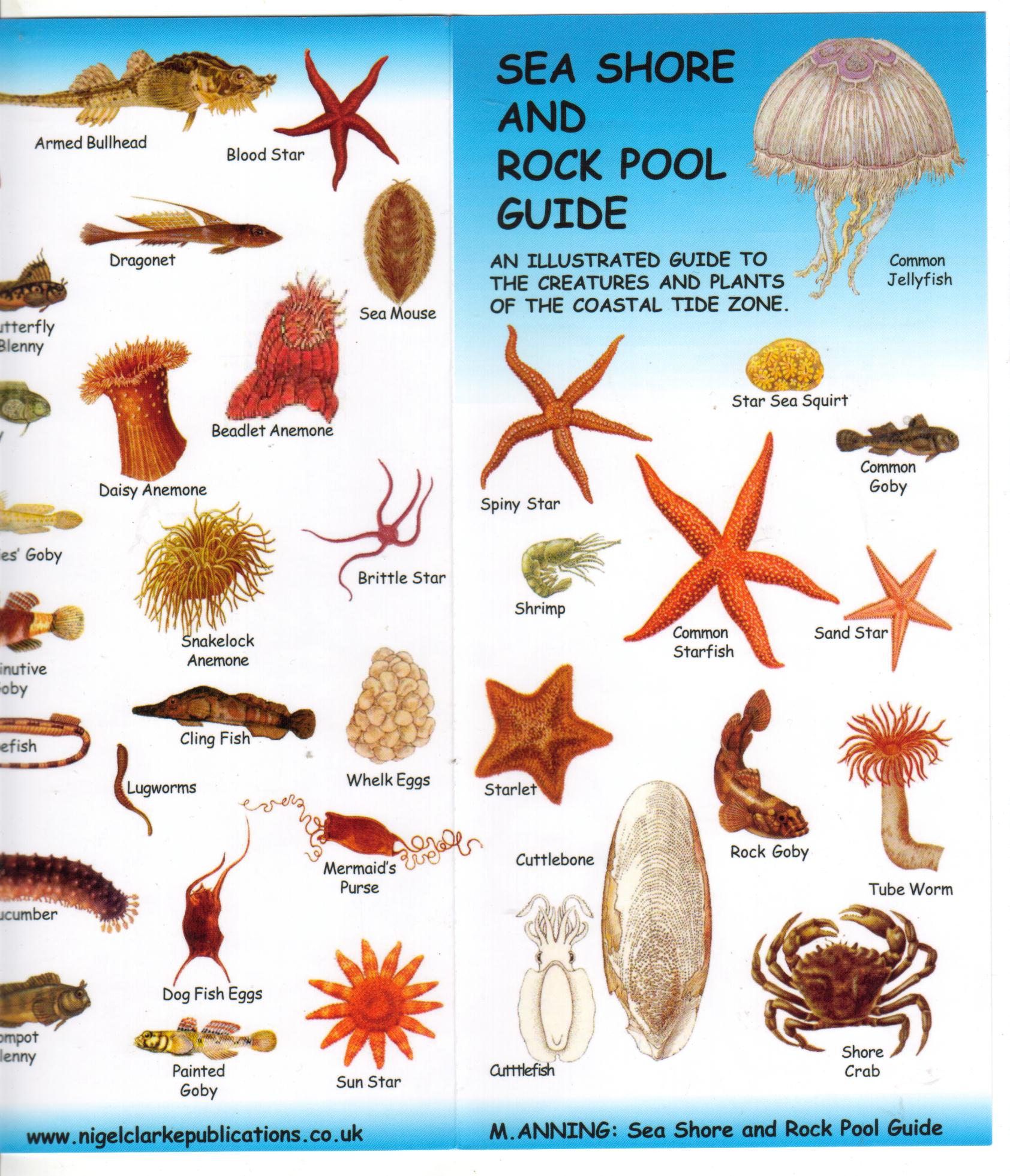 sea shore and rock pool guide