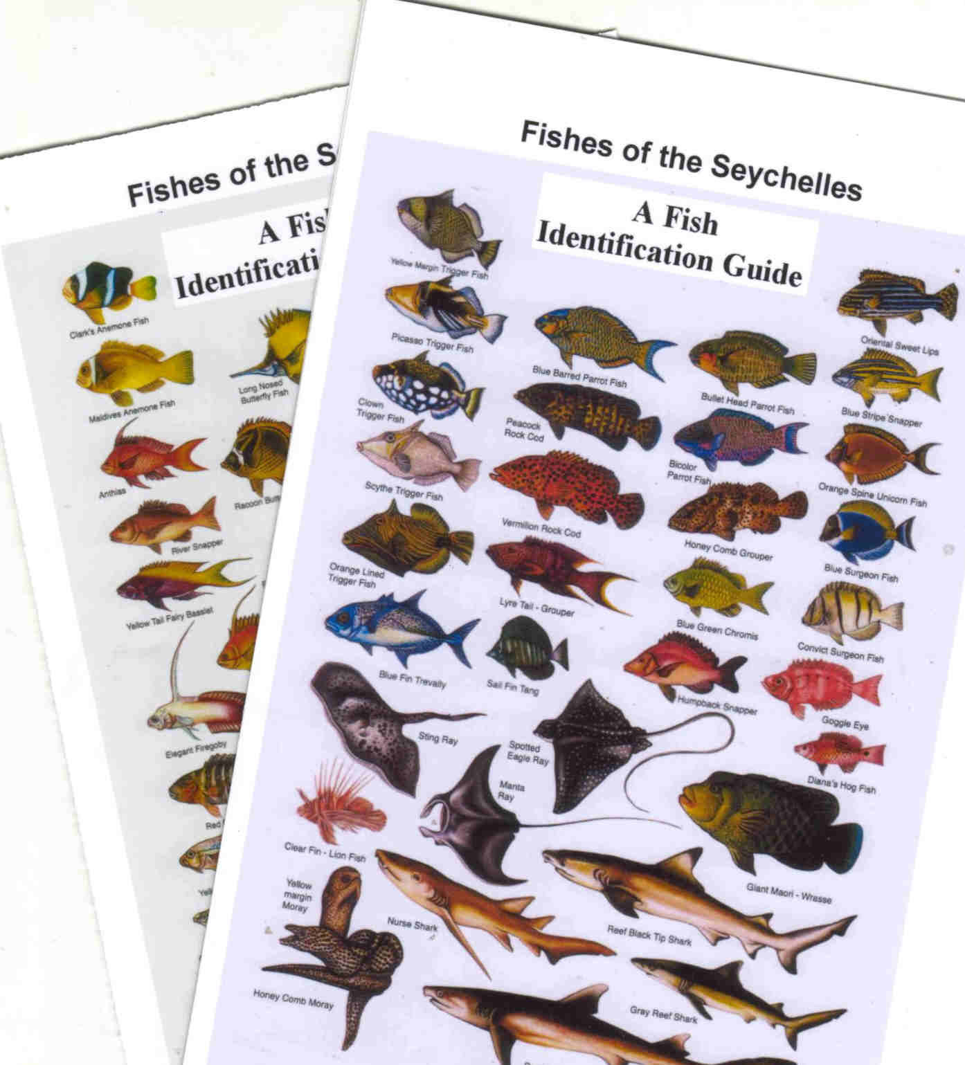FISHES OF THE SEYCHELLES LAMINATED CARD