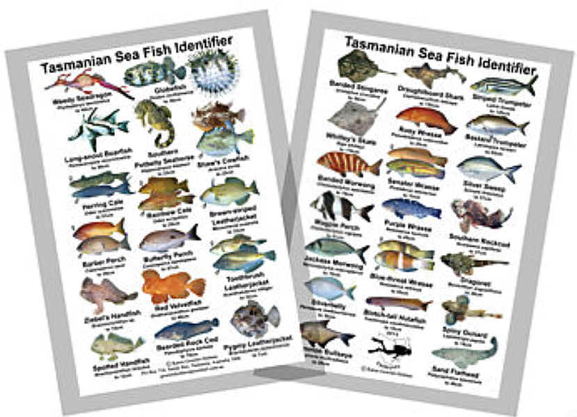 TASMANIAN SEA FISH IDENTIFIER Chart