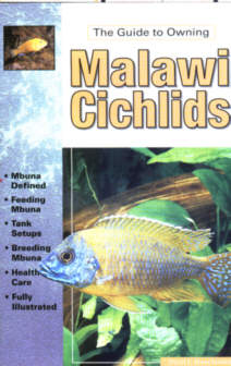 Lake Malawi Cichlids