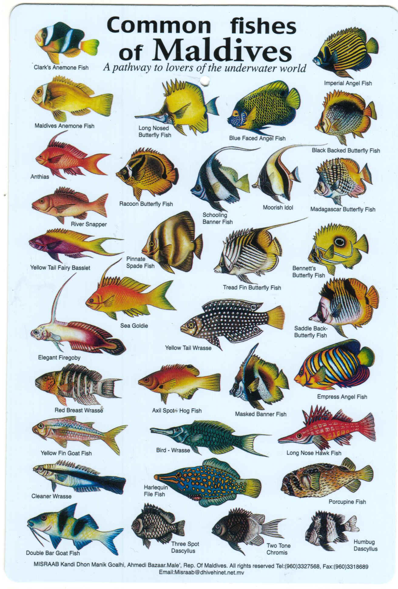 Fish Identification Guides, Reef fish identification,Guides,slates