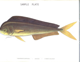 Marine Fishes of El Salvador (Los Cabanos)