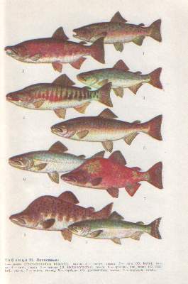 Fishes of Rivers and Lakes of the USSR. Soviet Reference Book (1977) In Russian