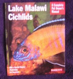 Lake Malawi Cichlids