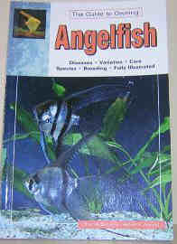 The Guide to Owning Angelfish 