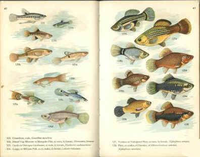 Tropical Aquarium Fishes by Gwynne Vevers