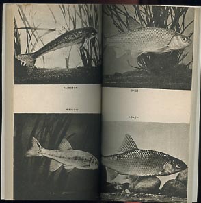 FISHLORE  by A.F.Magri Mac Mahon