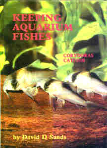 Corydoras Catfishes 