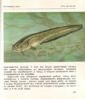 Fishes of the Ukraine