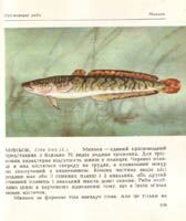 Fishes of the Ukraine