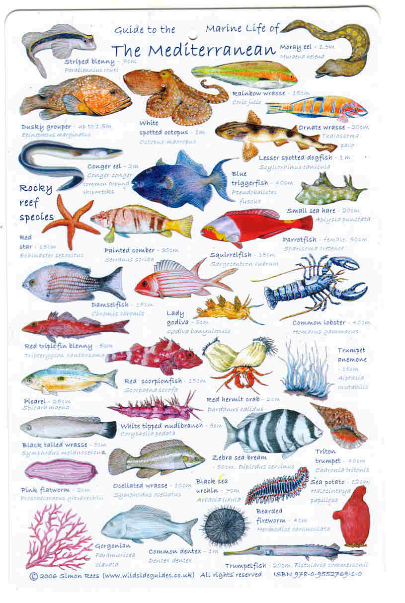 Guide to Mediterranean Fish A high quality fish laminated Identification card