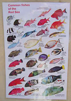 Weatherproof Laminated Field Sheet. RED SEA FISHES - An identification Guide