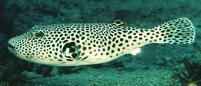 Arothron stellatus . A sample from the Calypso Photographic library