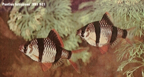 Tiger Barbs