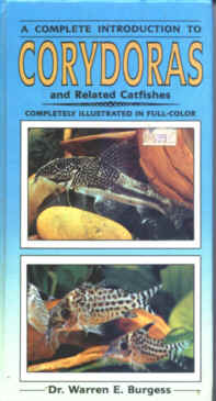 A Complete Introduction to Corydoras &nbsp; 